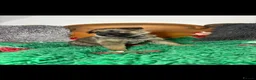 German Shepherd dogs for sale: 9 German shepherd puppies - Advert 10