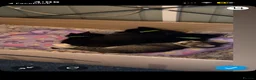 Mixed Breed cats for sale: Mixed kitties for sale, One Female, One Male in Colwyn Bay - Advert 4