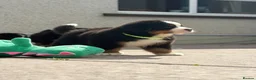 Bernese Mountain Dog dogs for sale: Kc bernese mountain puppies  - Advert 4