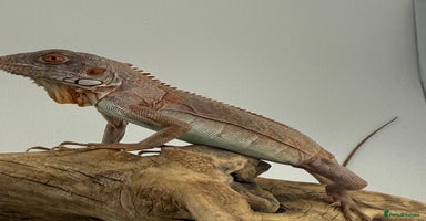 Iguana reptiles - Advert 8