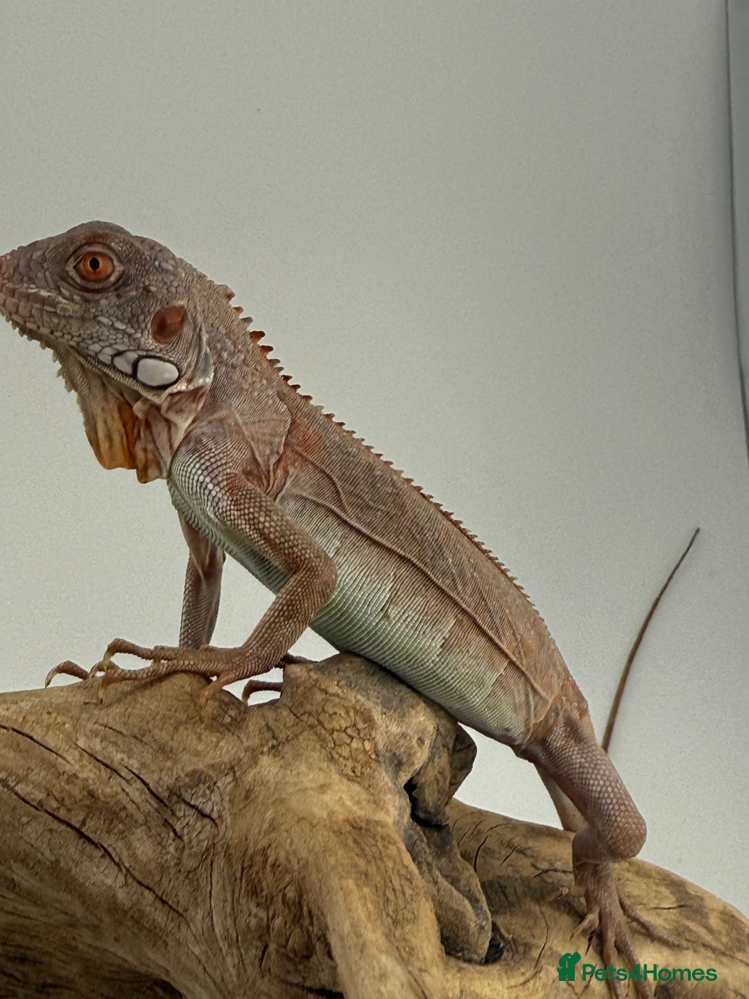 Iguana reptiles for sale: Iguana Snow Zero - Image 3