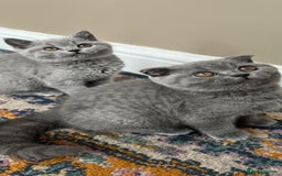 British Shorthair cats for sale: Gorgeous Brittsh Kittens Fully Vaccinated  - Image 4