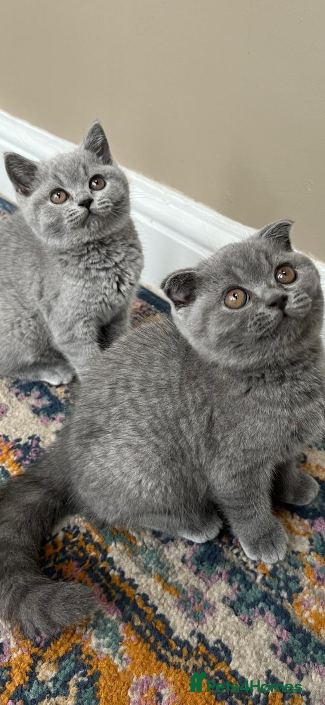 British Shorthair cats for sale: Gorgeous Brittsh Kittens Fully Vaccinated  - Image 4