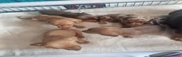 Miniature Dachshund dogs for sale: Beautiful miniature daschunds  - Advert 13