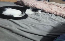 Mixed Breed cats for sale: Kittens looking for forever home - Advert 1