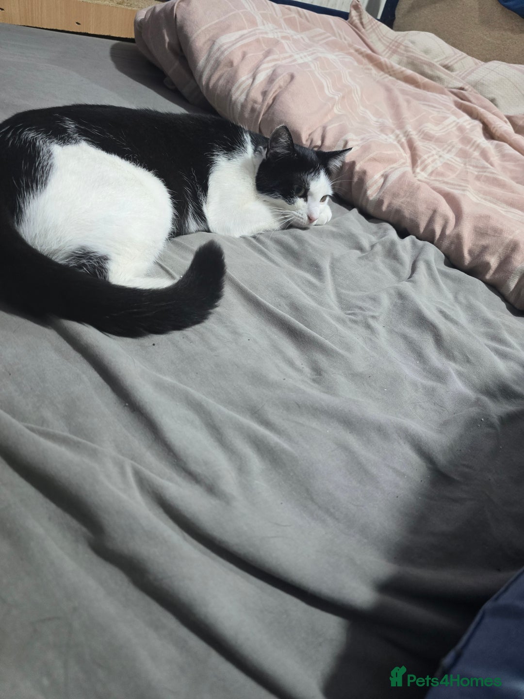 Mixed Breed cats for sale: Kittens looking for forever home - Advert 1