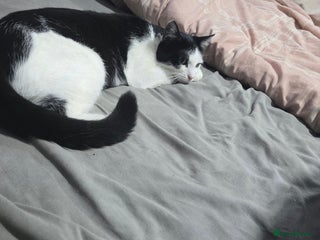 Mixed Breed cats Kittens looking for forever home - Advert 18