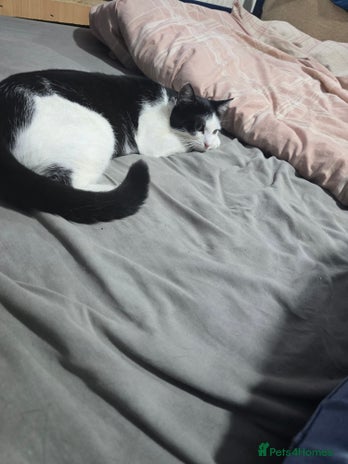 Mixed Breed cats Kittens looking for forever home - Advert 3