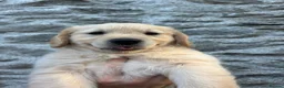 Golden Retriever dogs for sale: Gorgeous Golden Retriever Puppies  - Advert 7