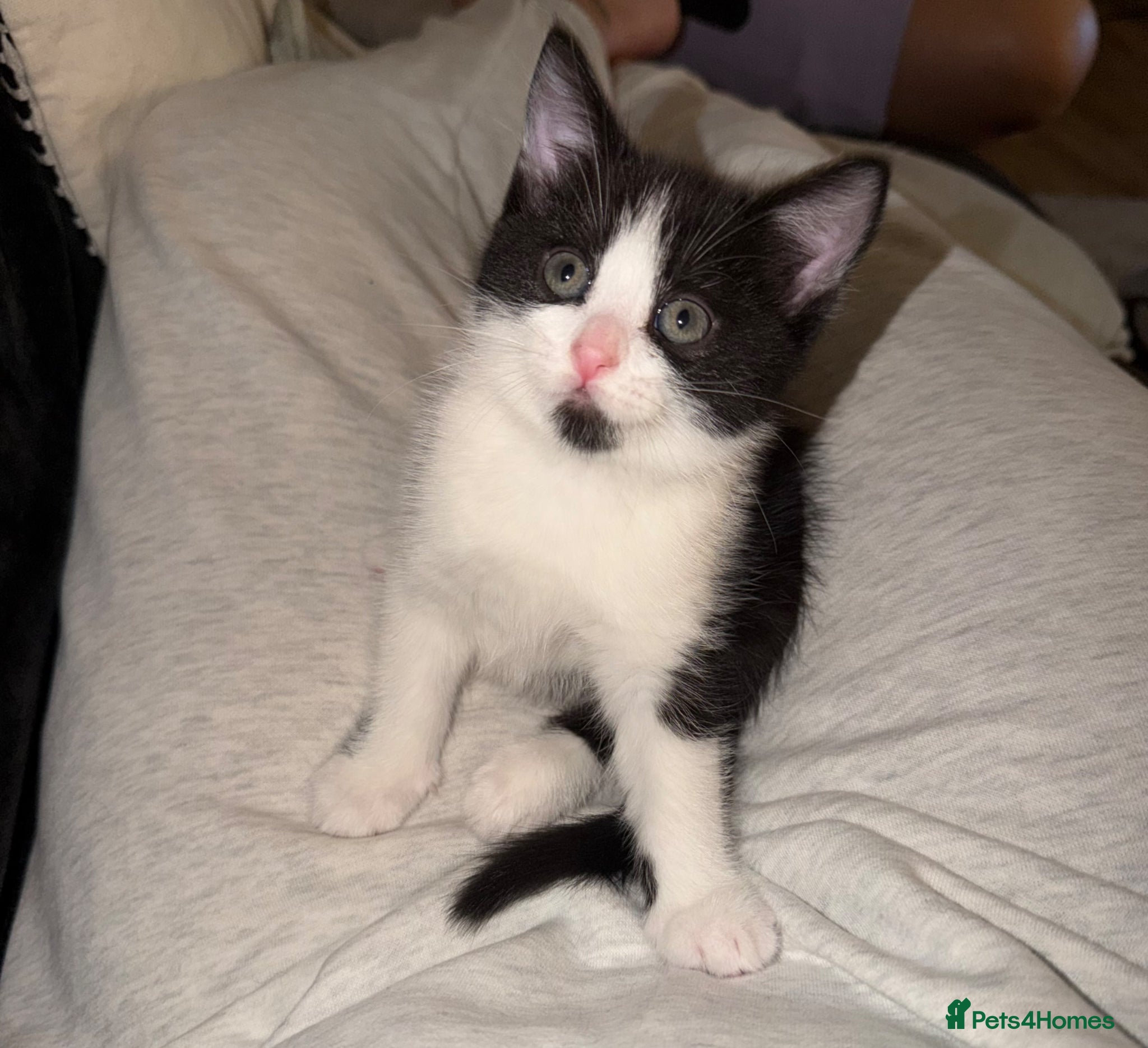 Mixed Breed cats Three mix British short hair / American short hair - Advert 8