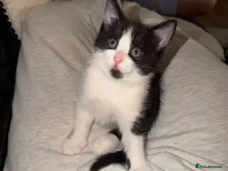 Mixed Breed cats Three mix British short hair / American short hair - Advert 8