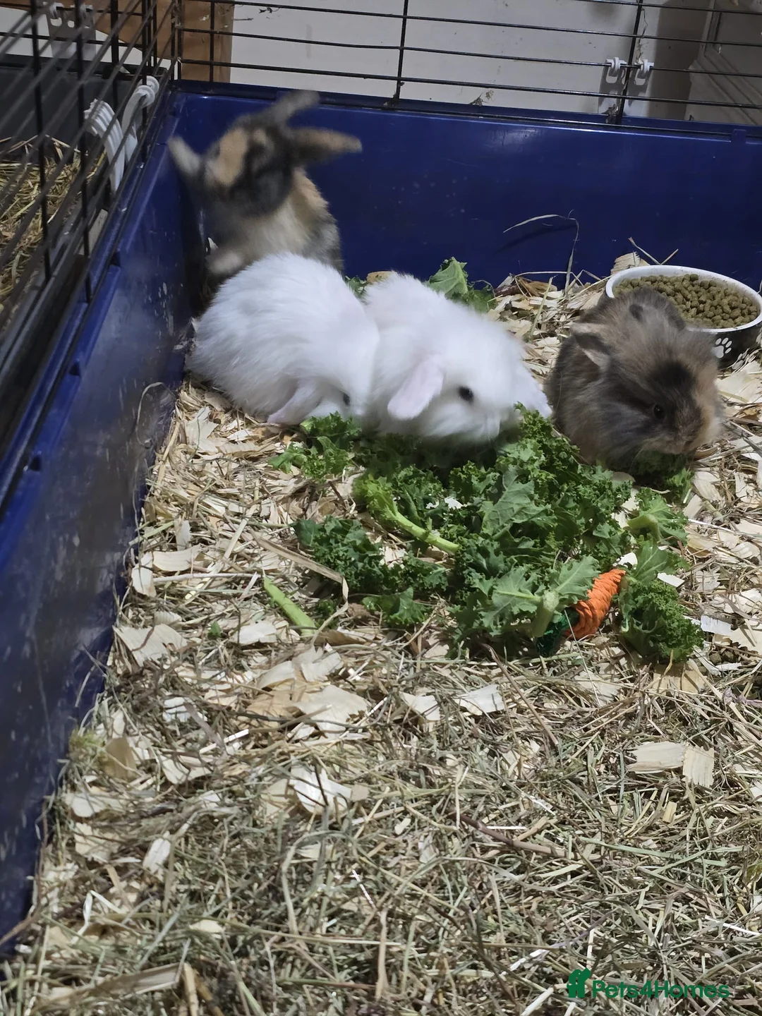 Mini Lion Lop rabbits for sale: Mini lion lop x French continental  - Advert 1