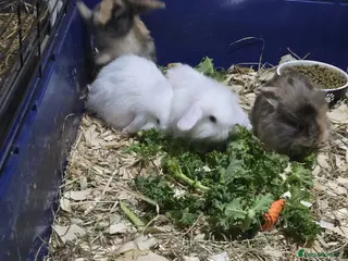 Mini Lion Lop rabbits Mini lion lop x French continental - Advert 1