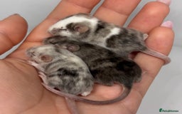 Mouse rodents for sale: Fancy Mice in Abingdon - Image 5