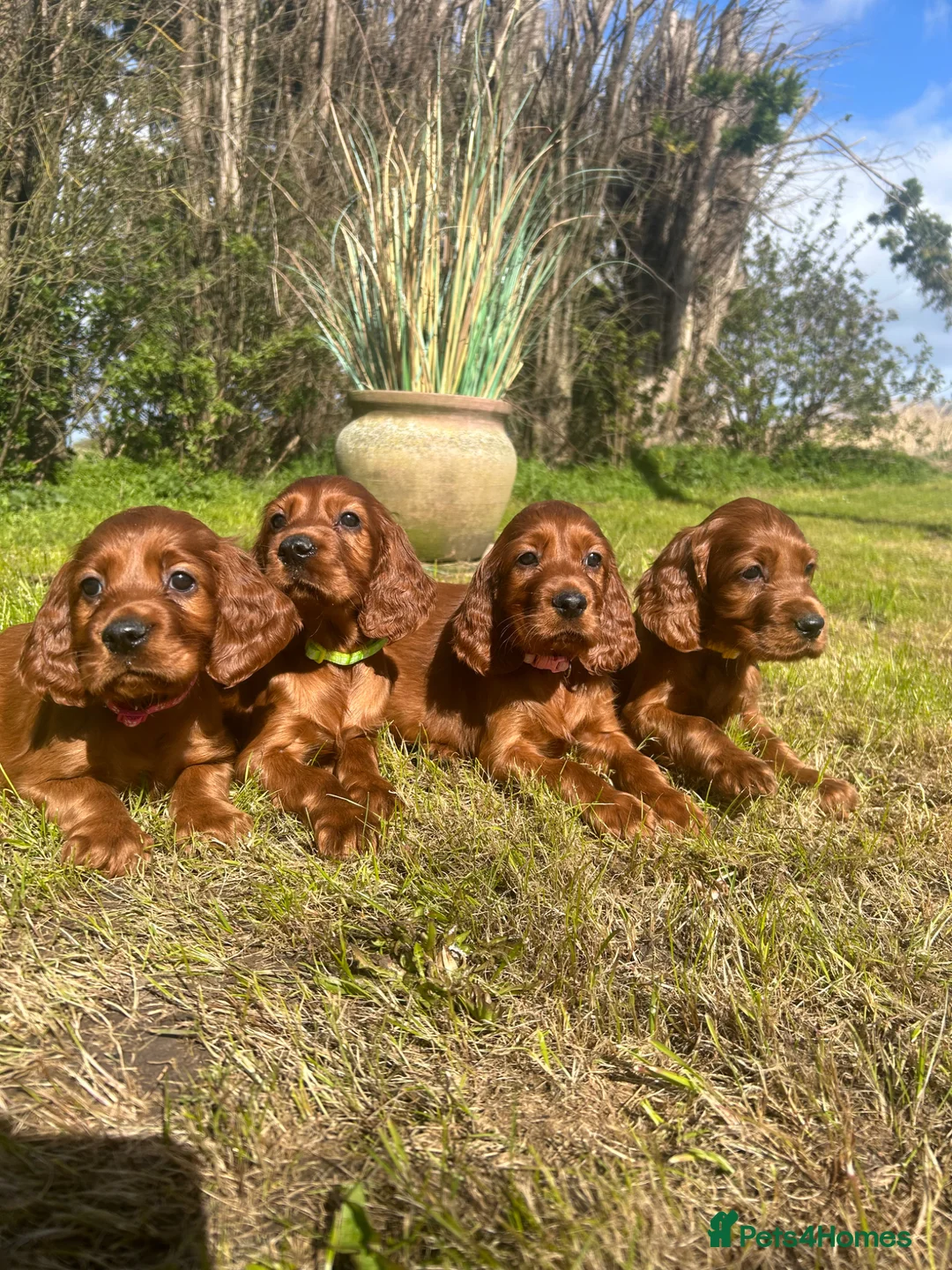 Irish Setter dogs for sale: Beautiful litter of Irish Setters available  - Advert 1