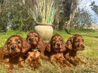 Irish Setter dogs Beautiful litter of Irish Setters available - Advert 1