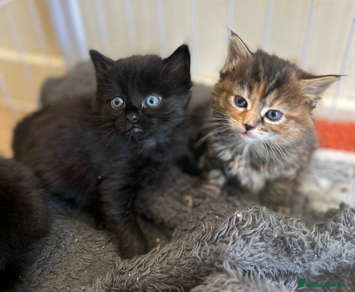 Bengal cats bengal cross - Advert 7