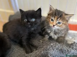 Bengal cats bengal cross - Advert 7