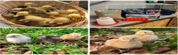Chickens poultry for sale: Chicks and starter sets  - Advert 1