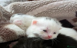 Mixed Breed cats for sale: Mixed kittens😻😽Ragdoll x domestic 🙀👌 - Advert 12