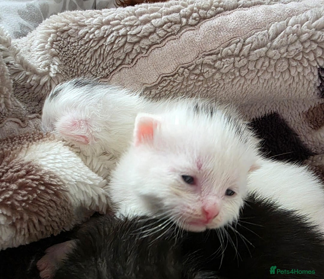 Mixed Breed cats for sale: Mixed kittens😻😽Ragdoll x domestic 🙀👌 - Advert 12