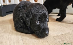 Labrador Retriever dogs for sale: 7 STUNNING BLACK LABRADOR PUPPIES - Image 10