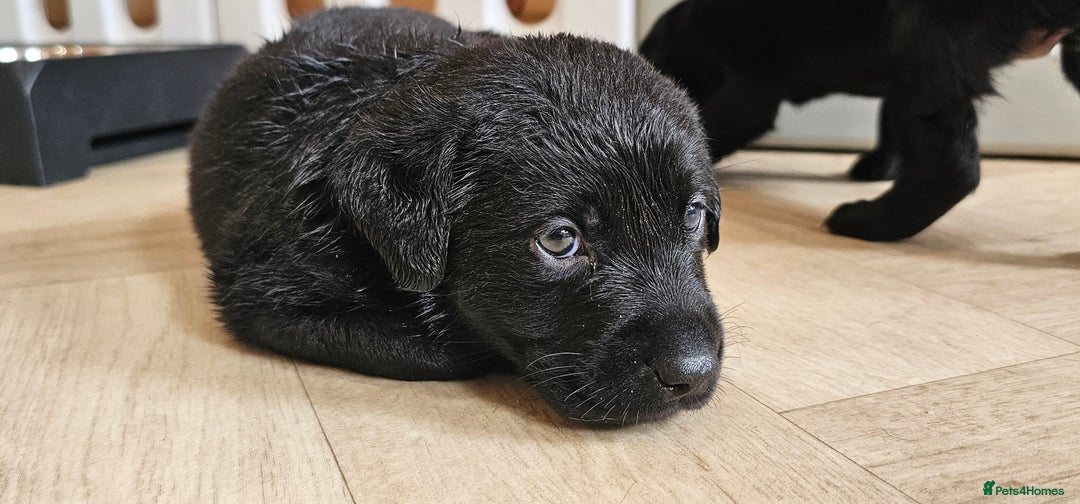 Labrador Retriever dogs for sale: 7 STUNNING BLACK LABRADOR PUPPIES - Image 10