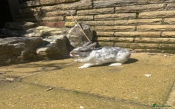 Netherland Dwarf rabbits for sale: Adult male Netherlands dwarf - Image 5