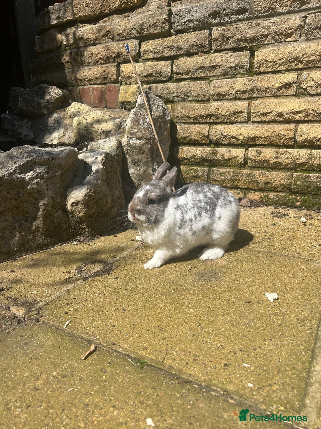 Netherland Dwarf rabbits for sale: Adult male Netherlands dwarf - Image 5