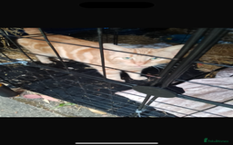 Domestic Shorthair cats for sale: Rimber and simba, our ginger rescues 🧡 - Image 18