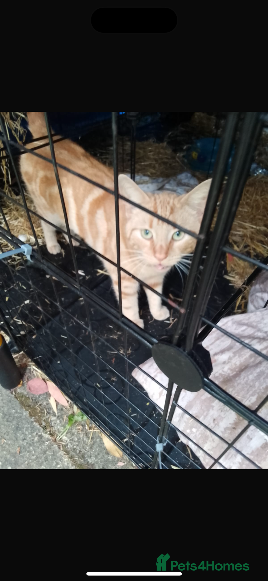 Domestic Shorthair cats for sale: Rimber and simba, our ginger rescues 🧡 - Image 18