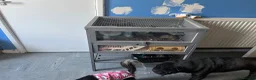 Hamster rodents for sale: Free to good home young hamster  in Hereford - Advert 7