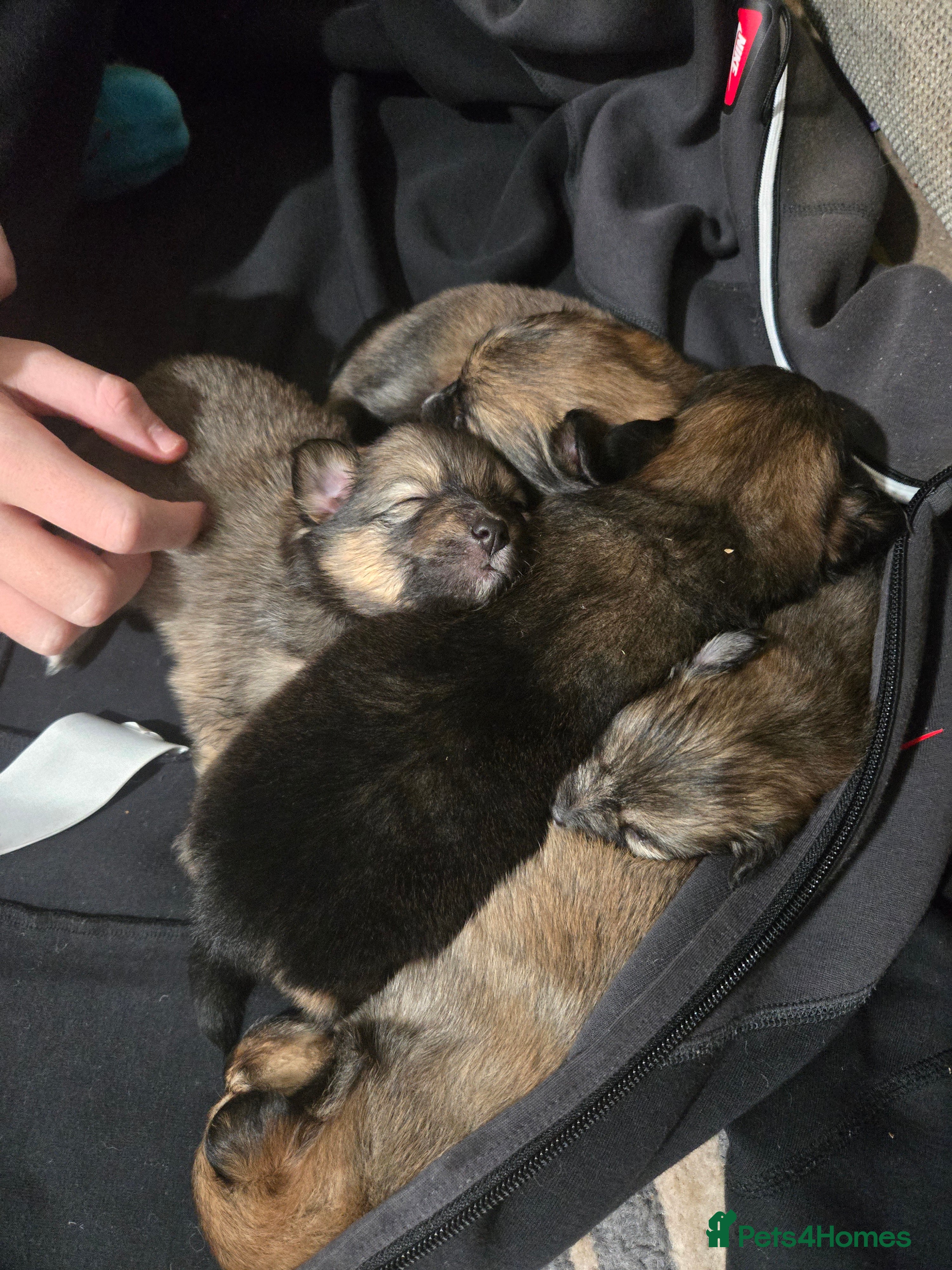 Pomchi dogs 🐶 Adorable Pomchi Puppies Available! 🐶 - Advert 3