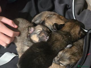 Pomchi dogs 🐶 Adorable Pomchi Puppies Available! 🐶 - Advert 5