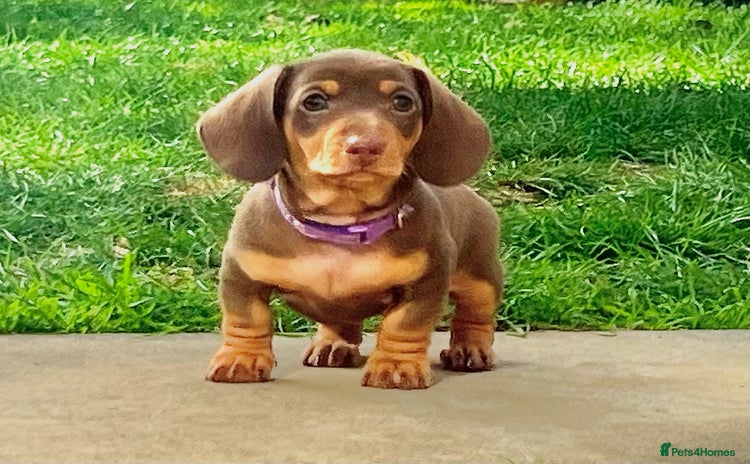 Miniature Dachshund dogs - Advert 1