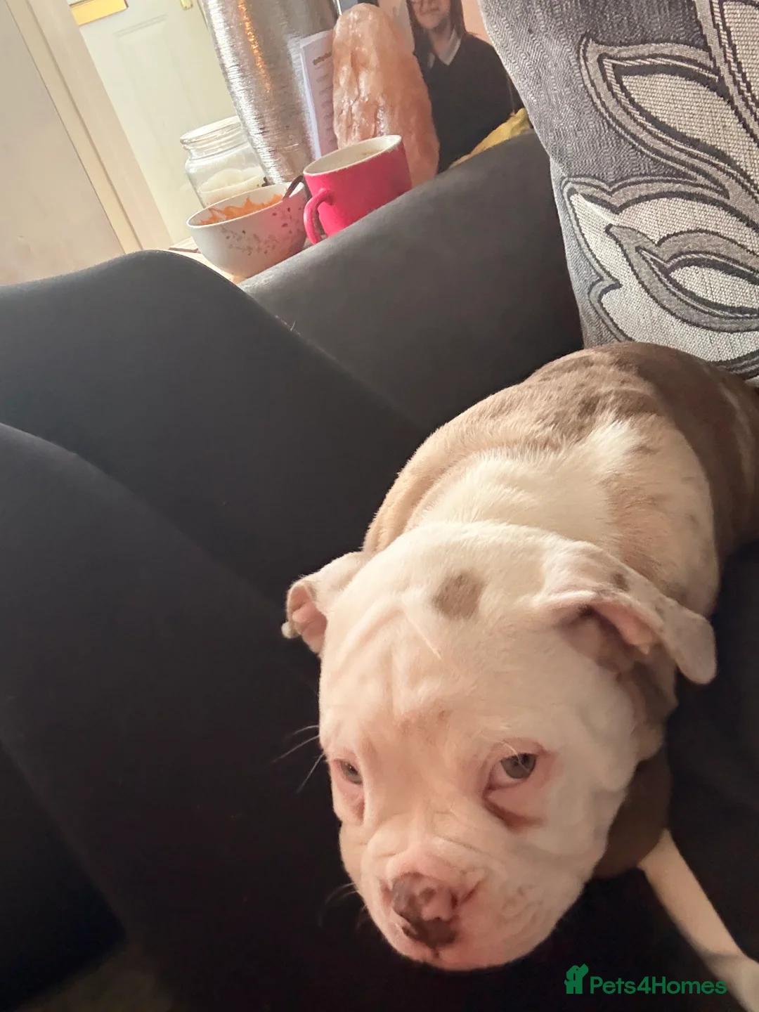 Old Tyme Bulldog dogs for sale: Old Tyme English Bulldog  - Advert 7