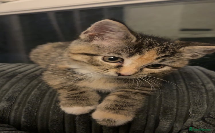 Domestic Shorthair cats - Advert 3