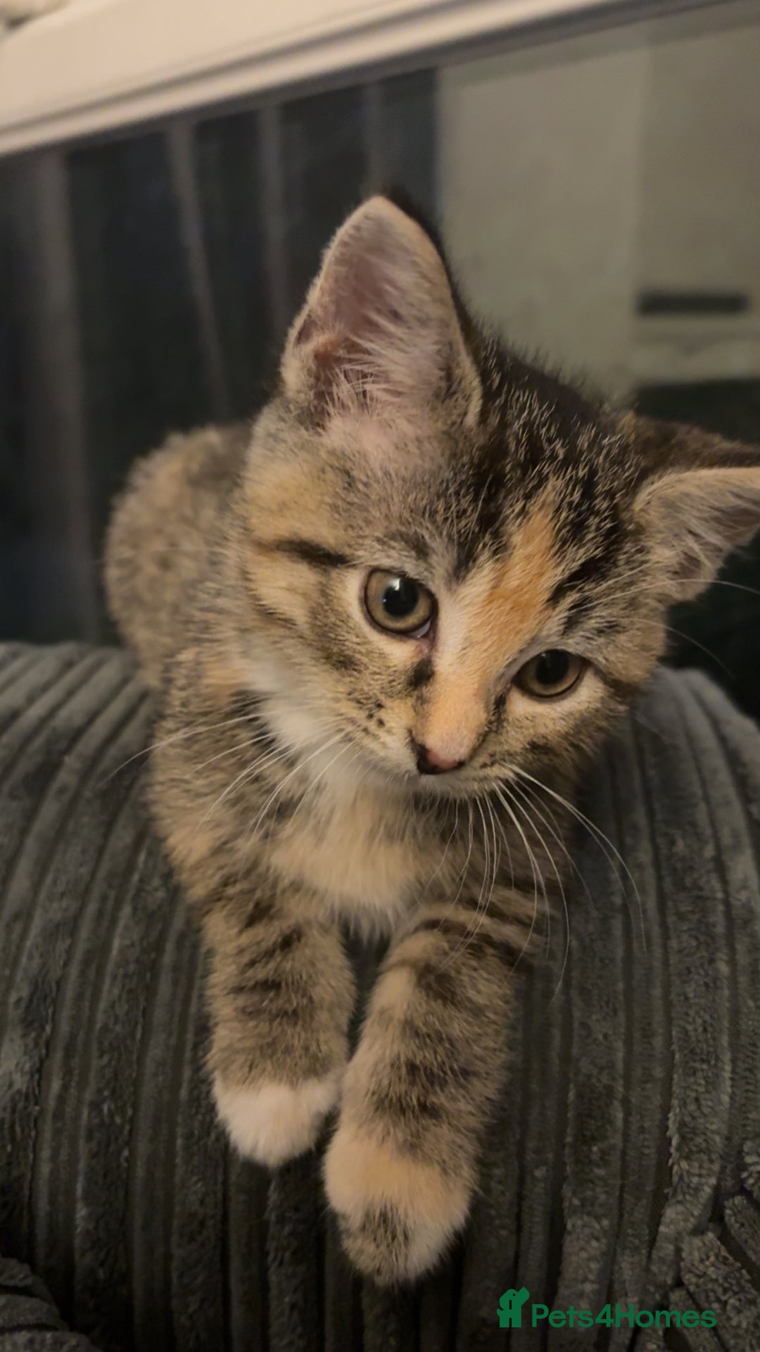 Domestic Shorthair cats for sale: 🐾 Adorable Kitten Looking for a Loving Home 🐾 - Image 1