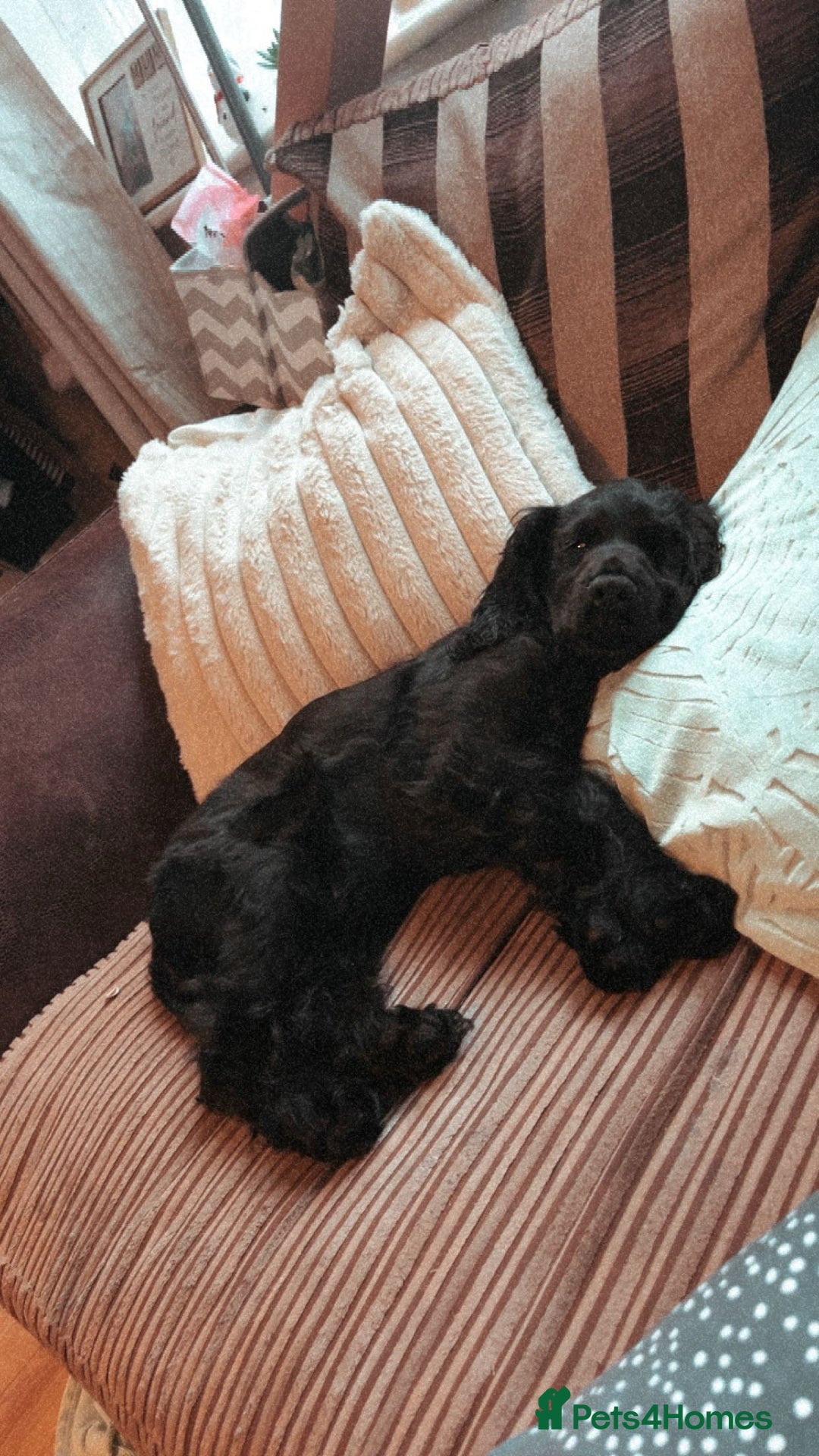 Cocker Spaniel dogs for sale: Beautiful Black Cocker Spaniel. - Advert 4