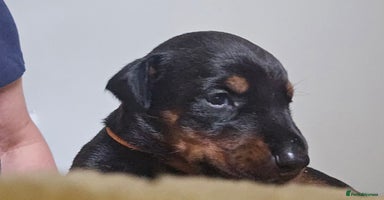 Dobermann dogs - Advert 12