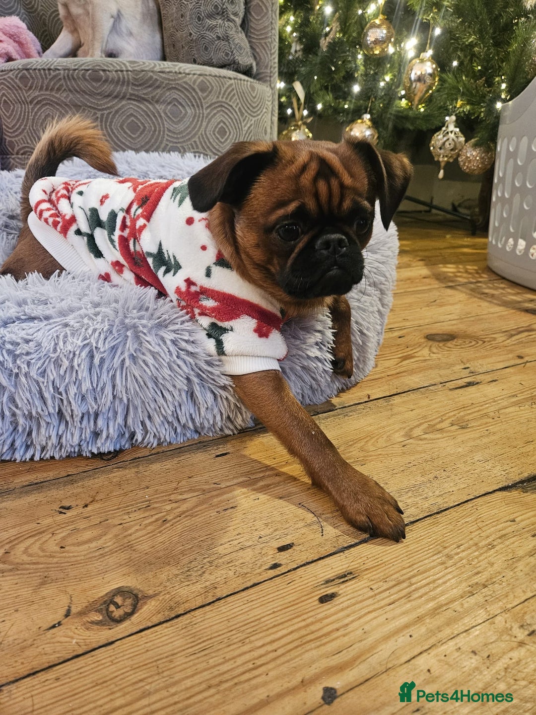 Mixed Breed dogs for sale: Puffin Puppies - Advert 14