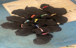 Labrador Retriever dogs for sale: Labrador Retriever Puppies  - Image 3