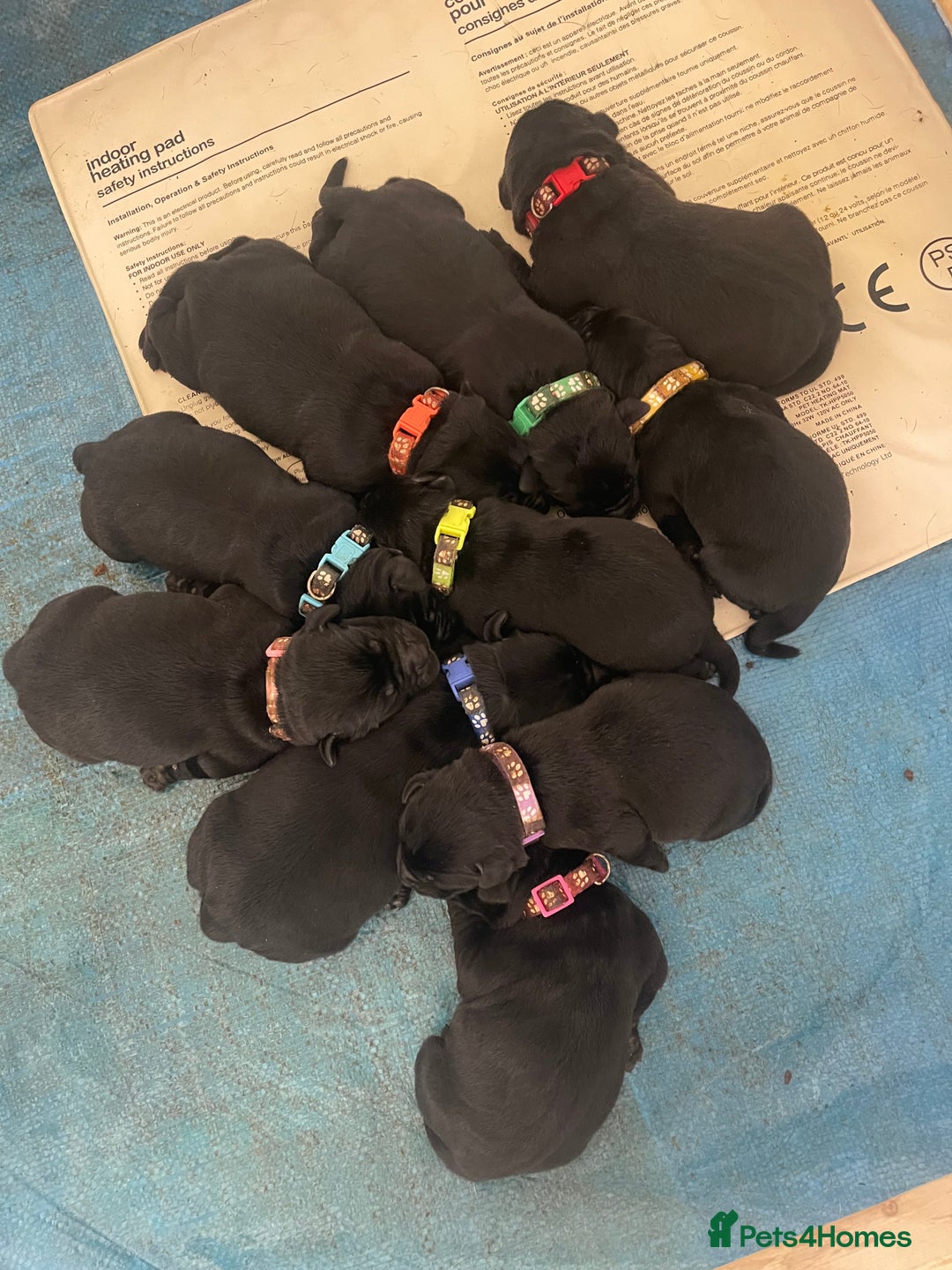 Labrador Retriever dogs for sale: Labrador Retriever Puppies  - Image 3