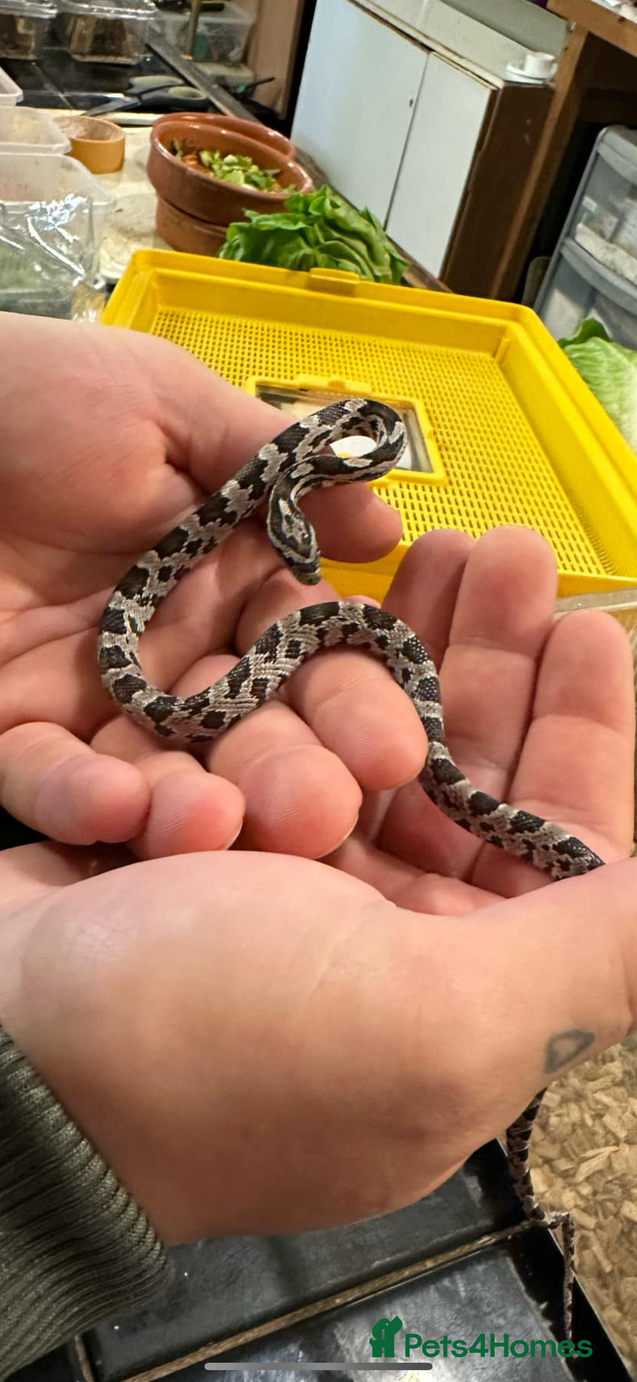 Corn Snake reptiles 1 year old cornsnake - Advert 2
