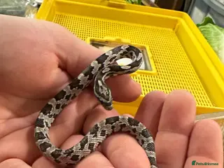 Corn Snake reptiles 1 year old cornsnake - Advert 8