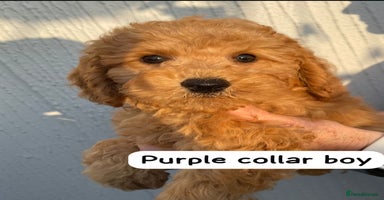 Cavapoochon dogs - Advert 10