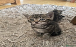 Domestic Shorthair cats for sale: 6 beautiful kittens for sale - Image 5