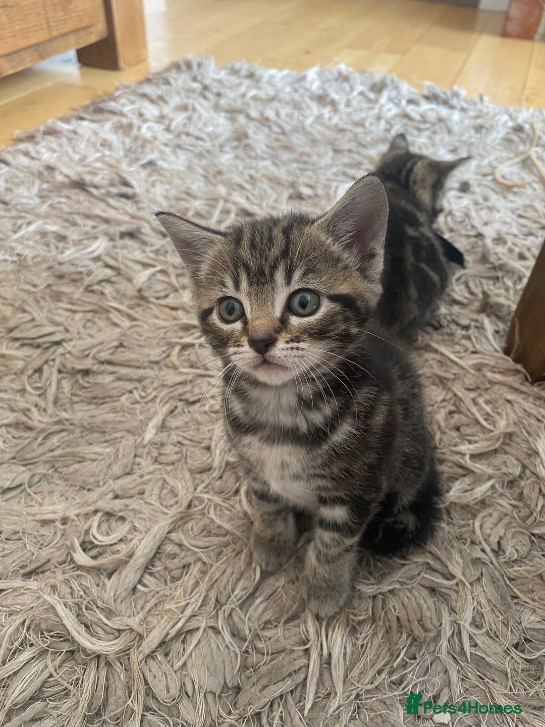 Domestic Shorthair cats for sale: 6 beautiful kittens for sale - Image 5
