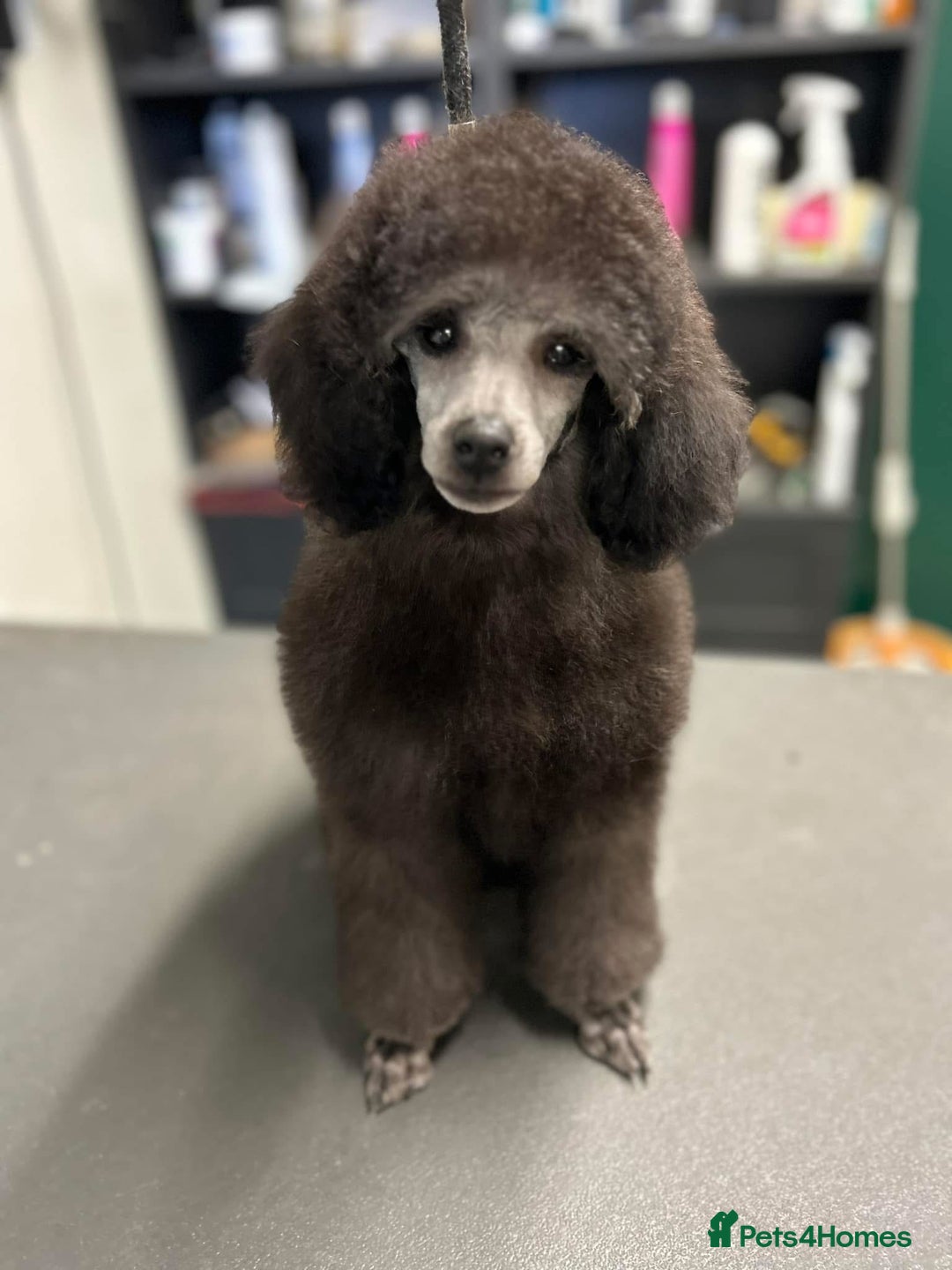 Miniature Poodle dogs for sale: OUTSTANDING SILVER MINI POODLES BEST IN 🇬🇧  - Advert 3