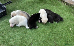 Siberian Husky dogs for sale: Husky  - Image 6
